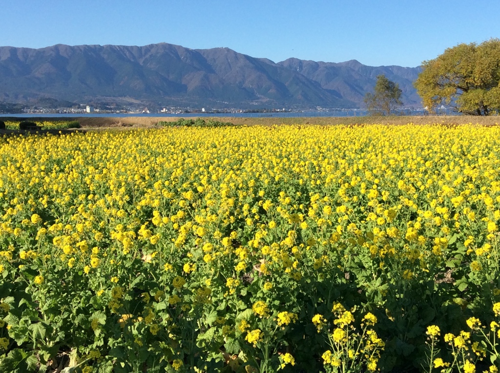 守山 なぎさ公園