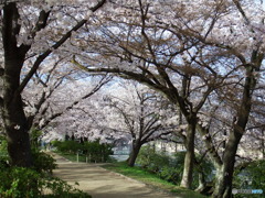 さくら道