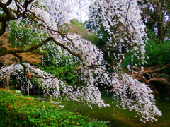 京都御苑
