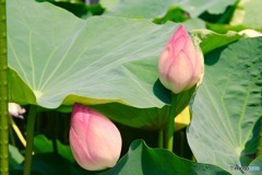近江妙蓮