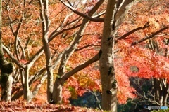 陽当たりの紅