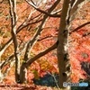 陽当たりの紅