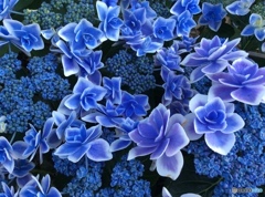 紫陽花6