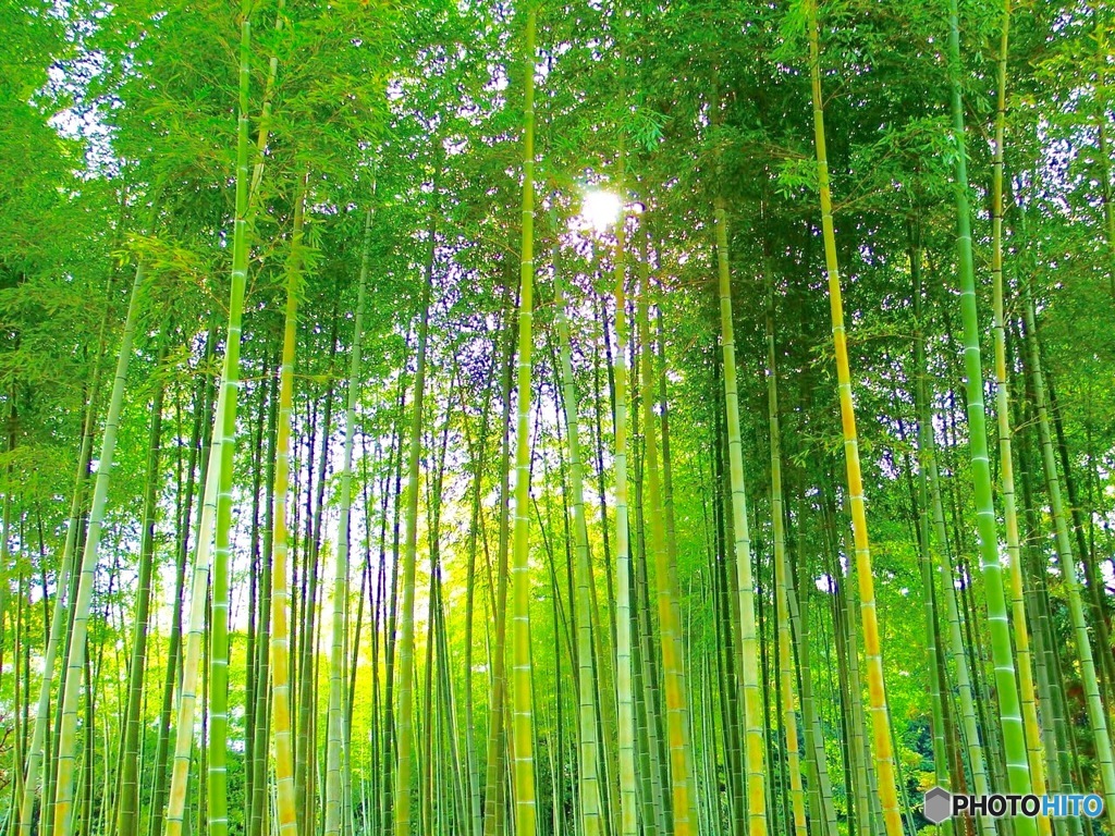 竹林の光