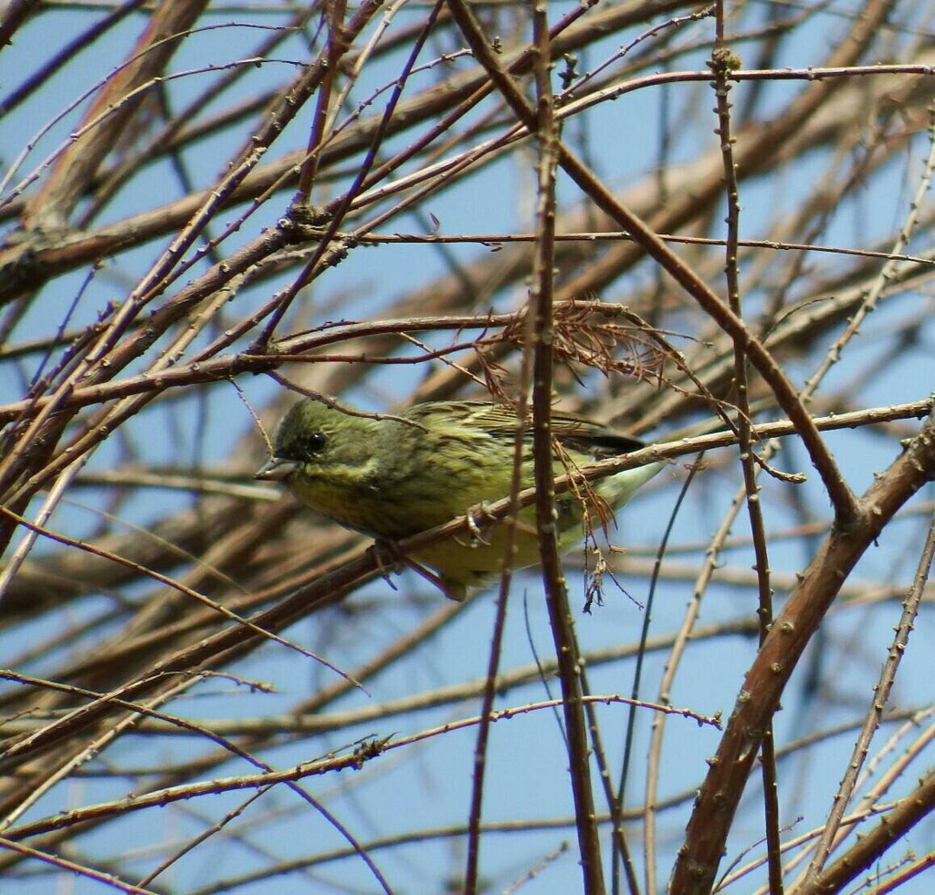 まるで鳥籠の中