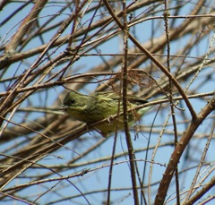 まるで鳥籠の中