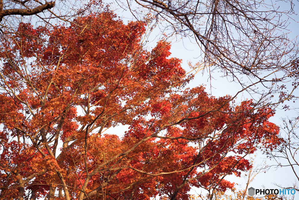 紅葉