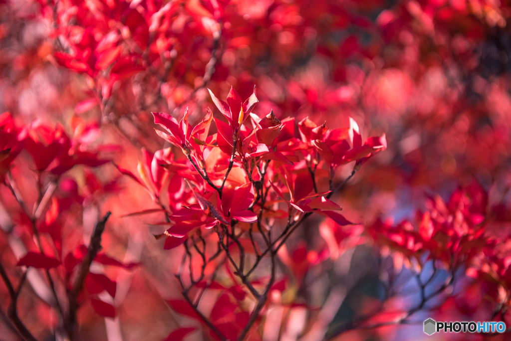 紅葉