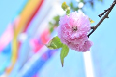 五月桜
