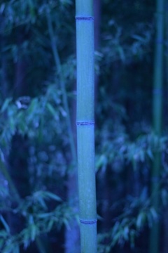 竹の中に、本光る竹ひとすぢありけり。