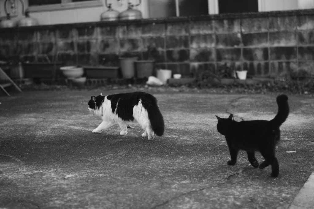 あなたの後を