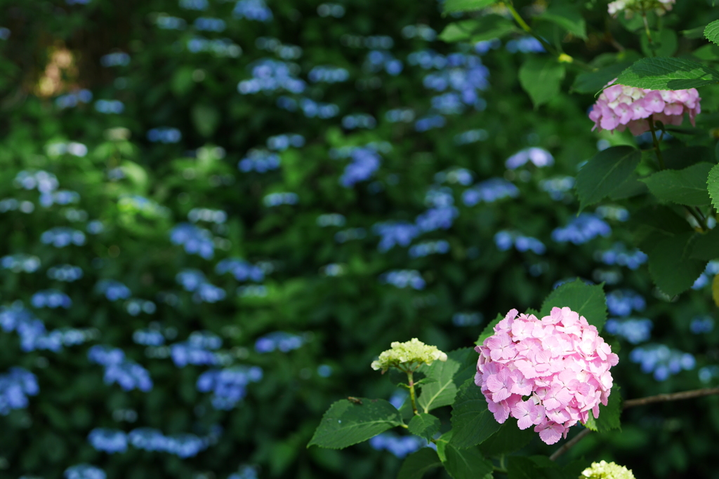 紫陽花03