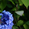 紫陽花02