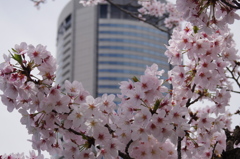 ビルと桜