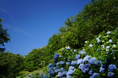 紫陽花と青い空