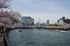 桜に架かる橋