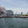 桜に架かる橋