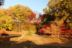 夕日に照らされた紅葉