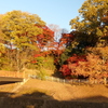 夕日に照らされた紅葉