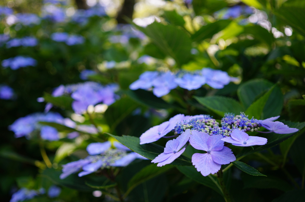 紫陽花01