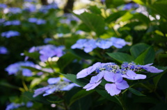 紫陽花01