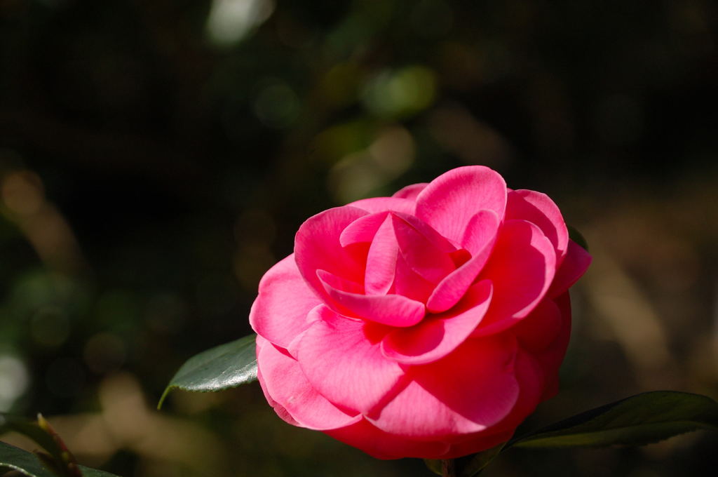 １２月１８日植物園