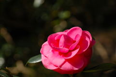 １２月１８日植物園