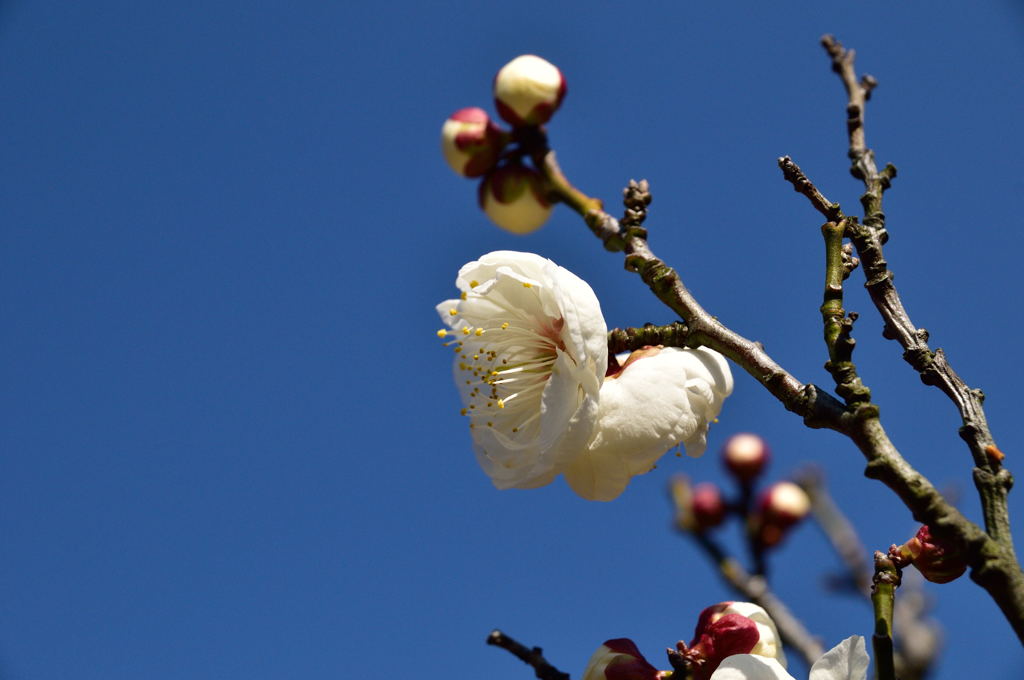 ２８年１月３１日植物園 (21)