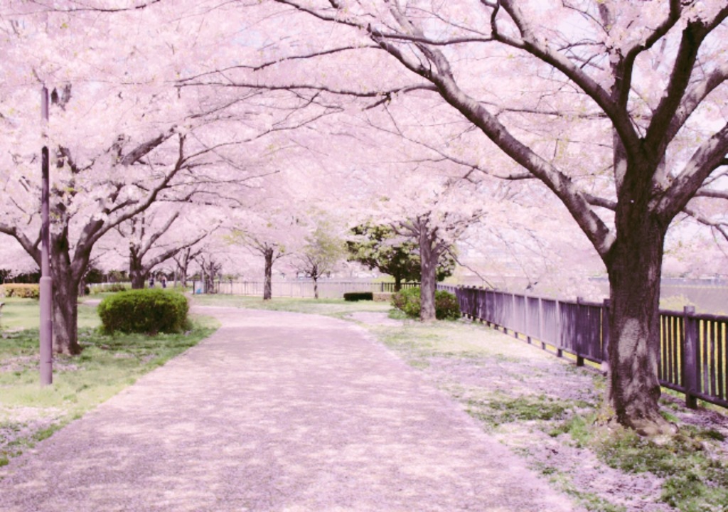 桜ロード