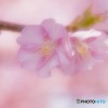 木漏れ日