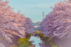 朝桜