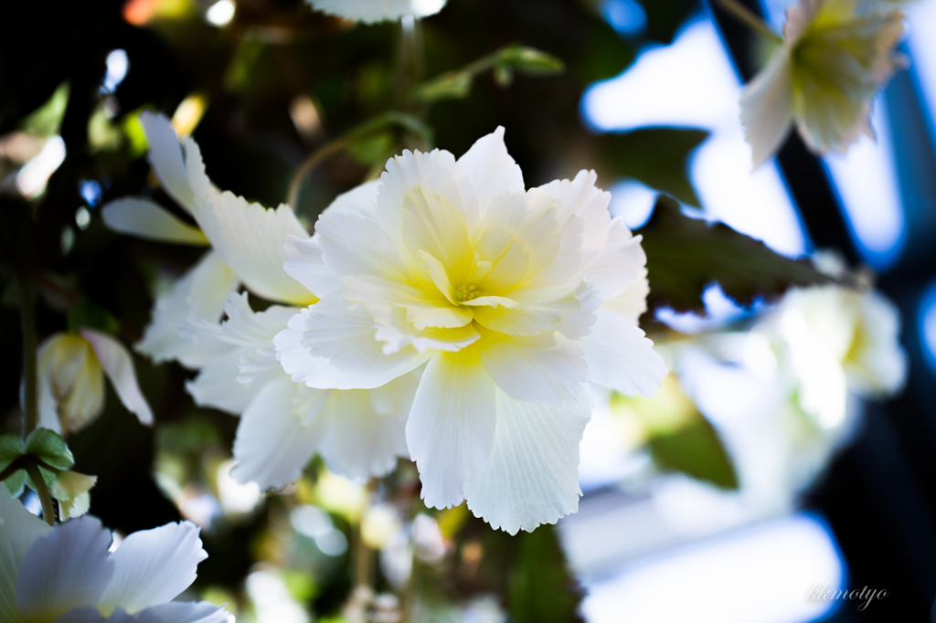 White Begonia
