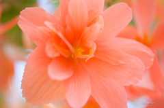 Peach Begonia