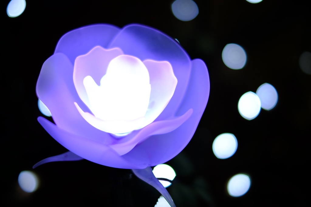 光の薔薇