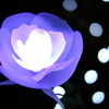 光の薔薇