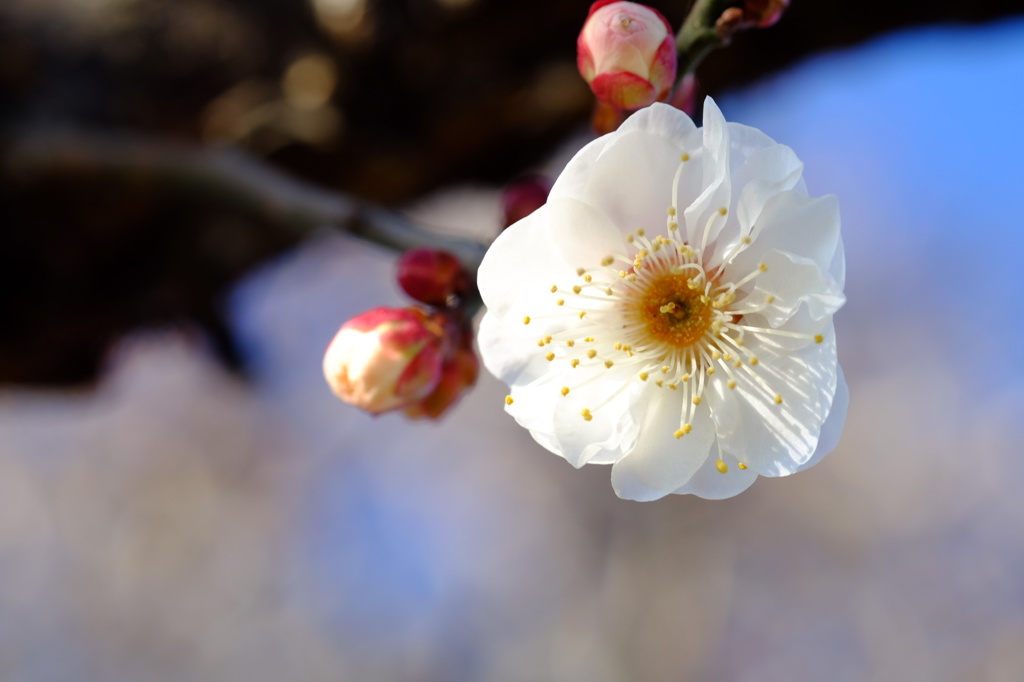 梅開花