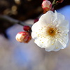 梅開花