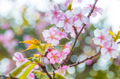 薄紅色、柔らかな日差しに包まれて