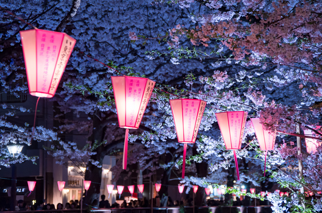 2017 目黒川桜まつり
