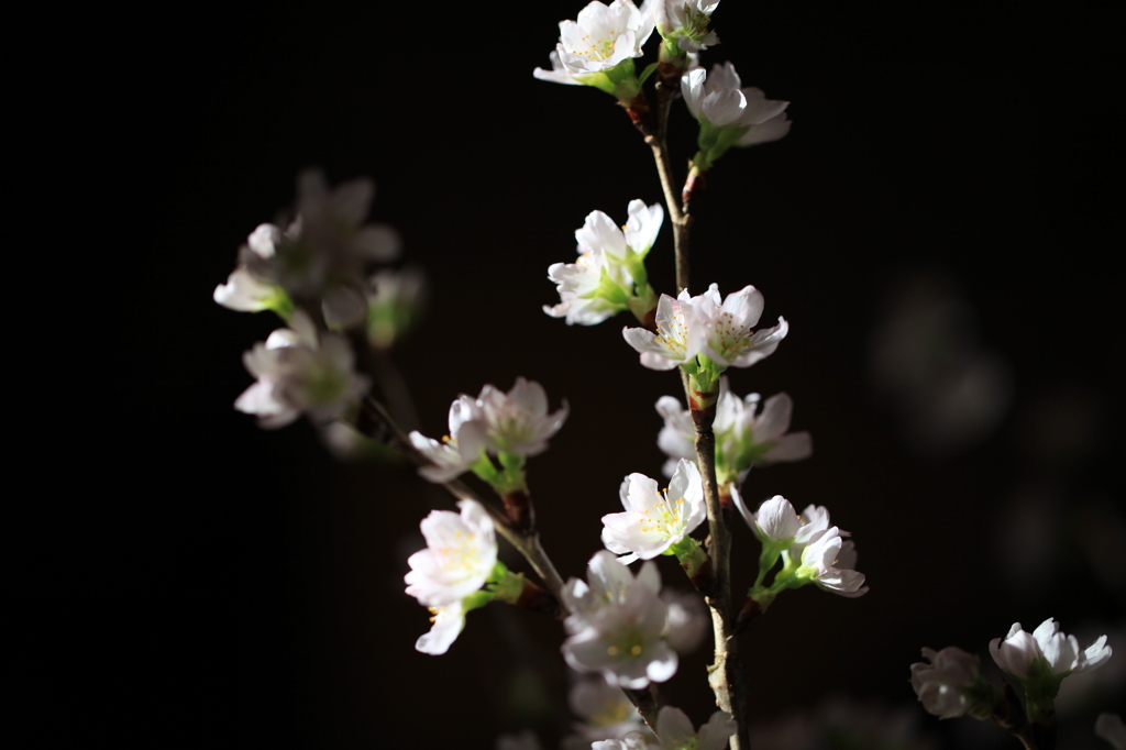 君がいないから