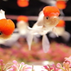 二条城 アートアクアリウム
