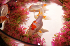 二条城 アートアクアリウム