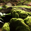 Mount Moss