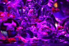 二条城 アートアクアリウム