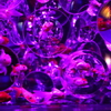 二条城 アートアクアリウム