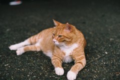 にゃん