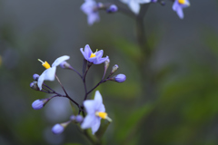庭の花【6月】