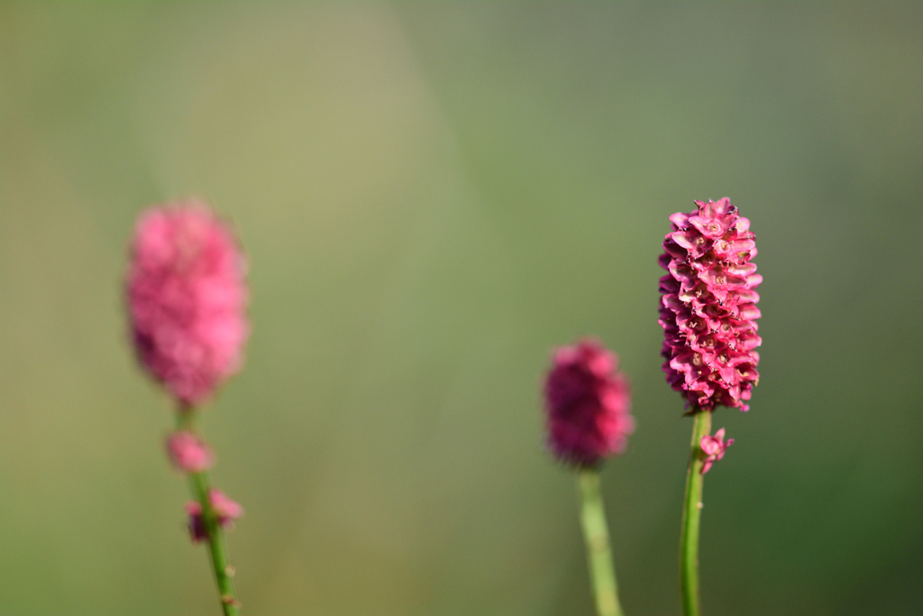 われもまた紅い