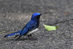 SAMURAI BLUE
