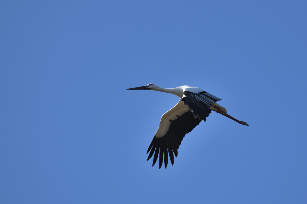 幸の鳥